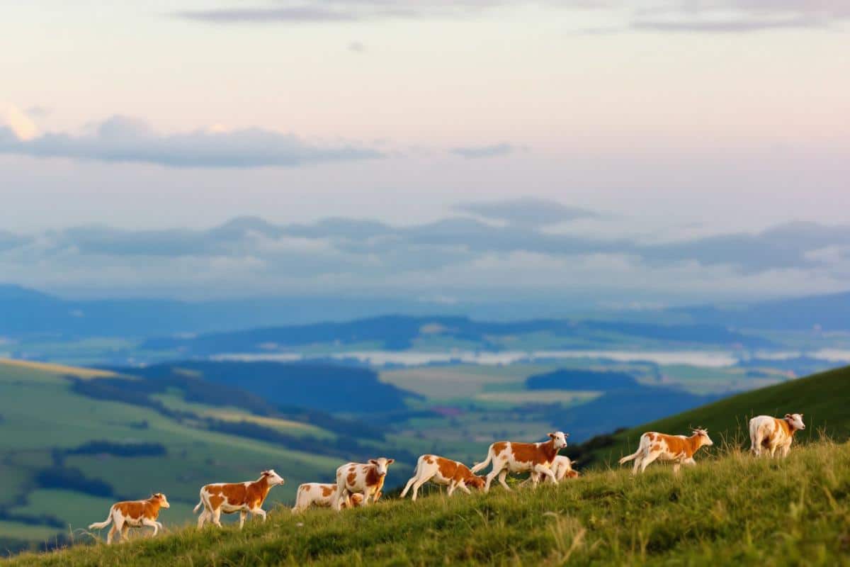 Capcir : sauvetage délicat de 5h pour libérer une vache embourbée