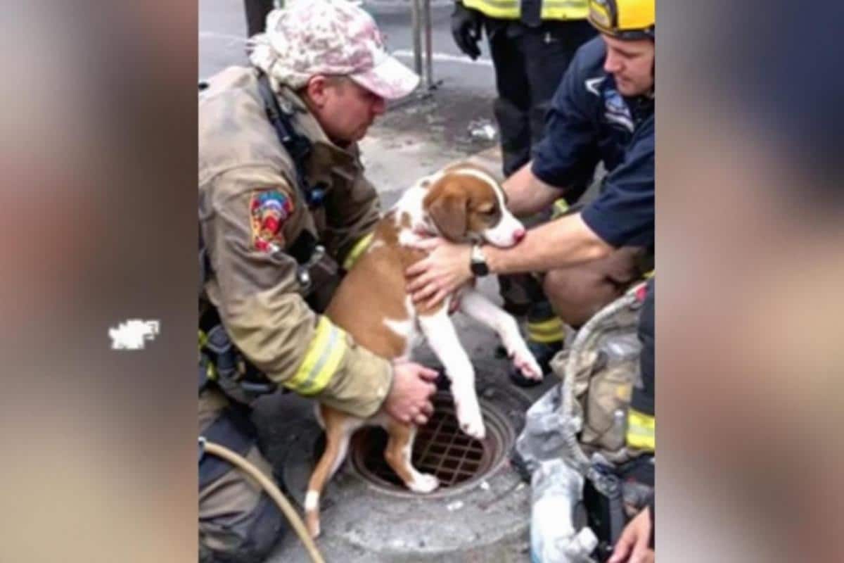 Un chiot coincé dans une bouche d’égout : l’intervention millimétrée des pompiers émeut tout le quartier