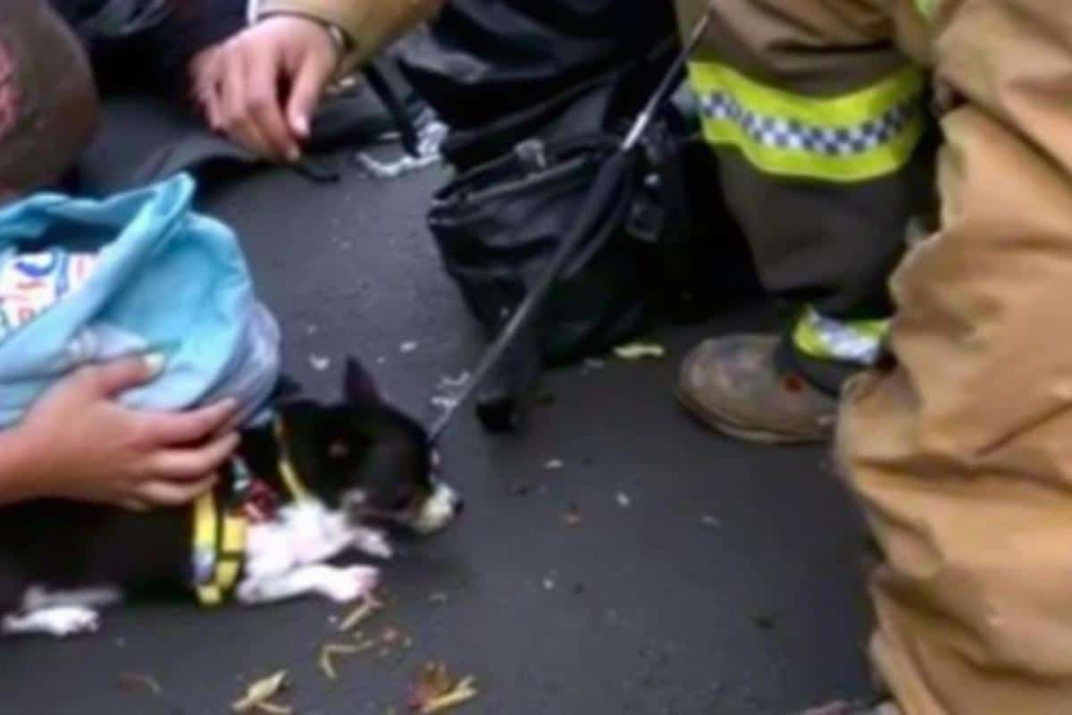 Coincé sur un pont et épuisé, un Chihuahua reprend espoir en voyant arriver le pompier venu le sauver