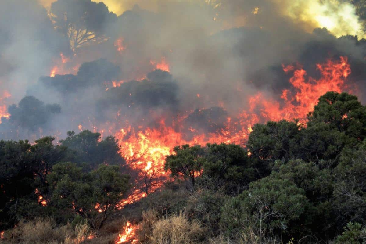 Corse : deux incendies ravagent près de 400 hectares de végétation