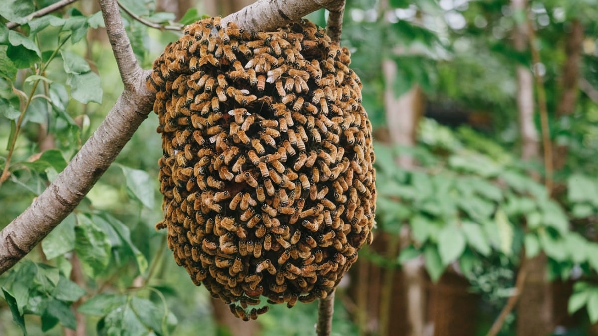 Les dangers d’un nid de frelons près de chez vous