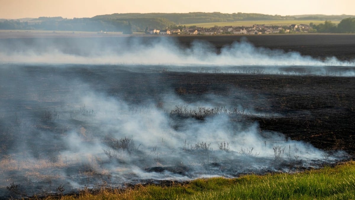 Gironde : un feu de prairie détruit six hectares à Fargues-Saint-Hilaire, ce 4 août