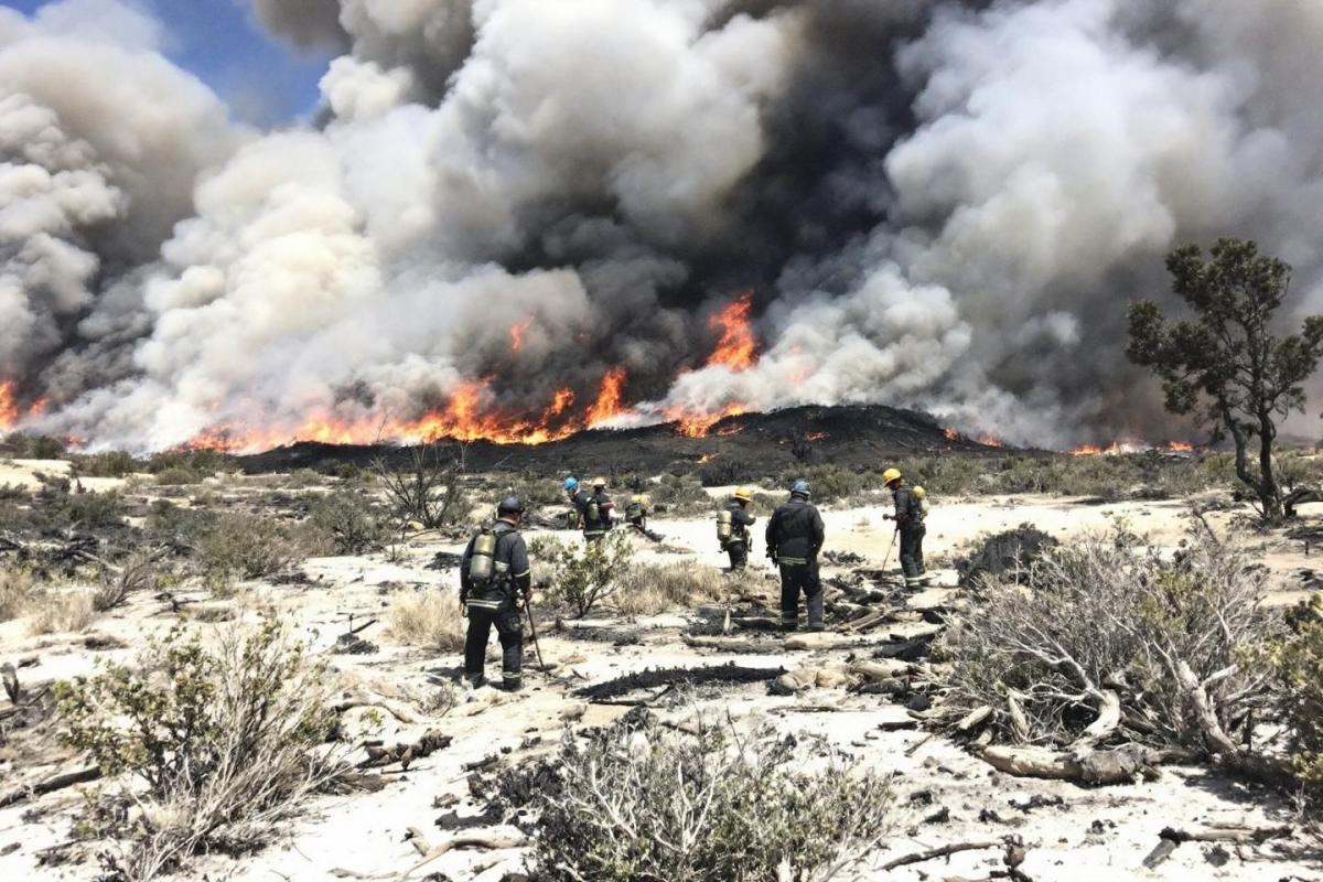 Incendie près de Montpellier : 80 hectares de garrigue et chênes ravagés par les flammes