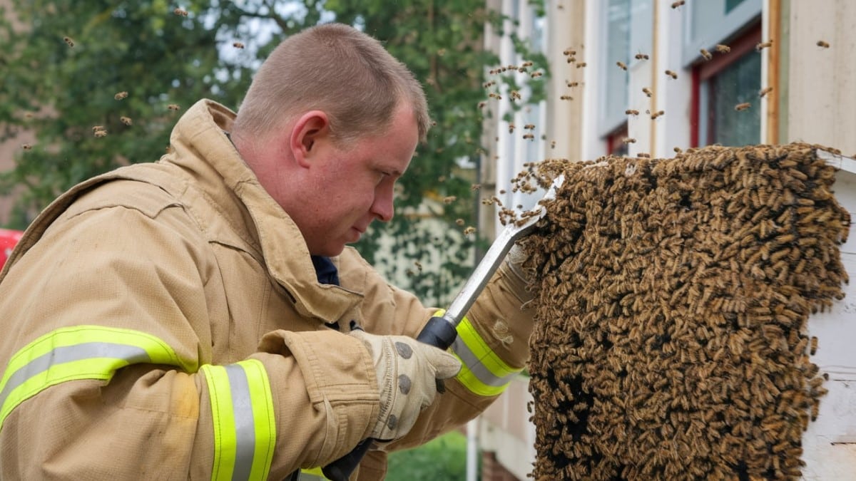 Inspection initiale : comment les pompiers évaluent un nid de frelons