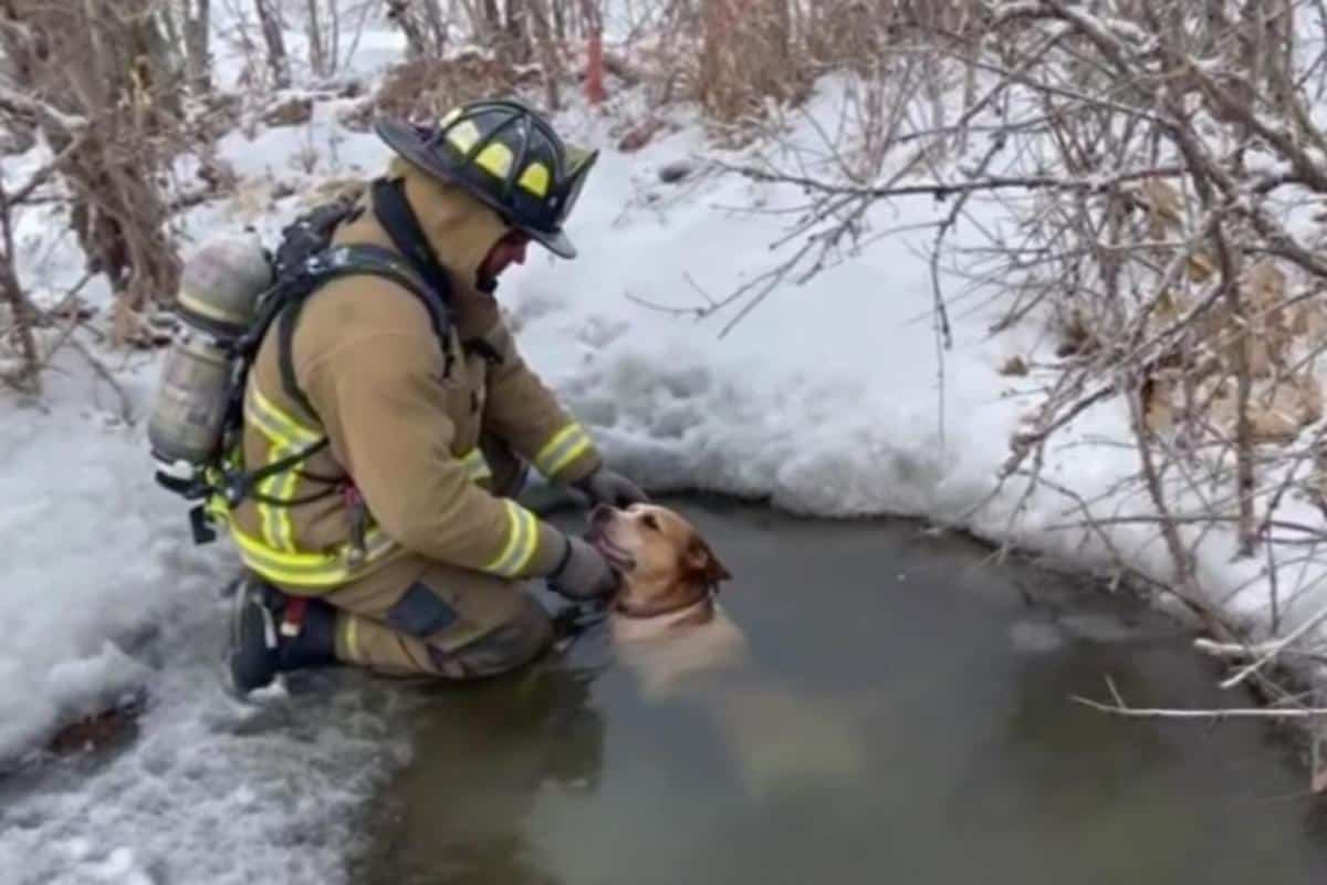 Un pompier plonge dans un étang gelé pour sauver un chien coincé sous la glace