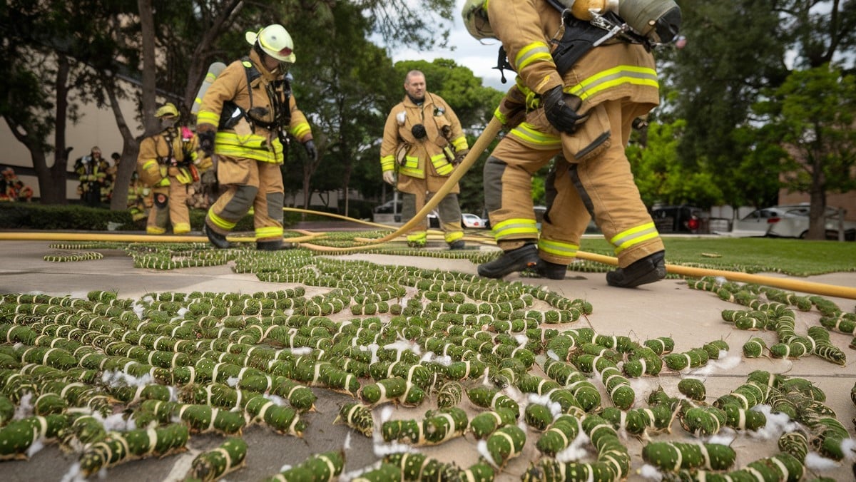 Les pompiers face aux invasions de chenilles processionnaires