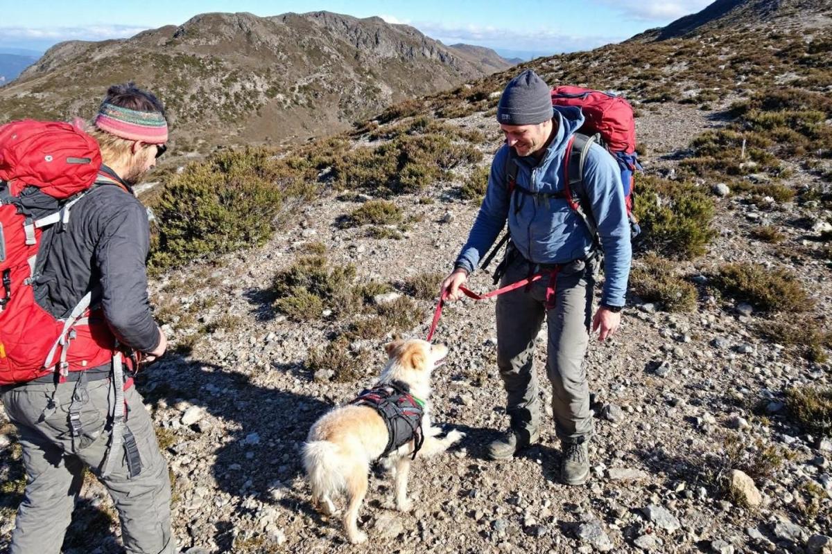 Un randonneur perdu à 5 000 mètres d’altitude retrouve son chemin grâce à un chien errant