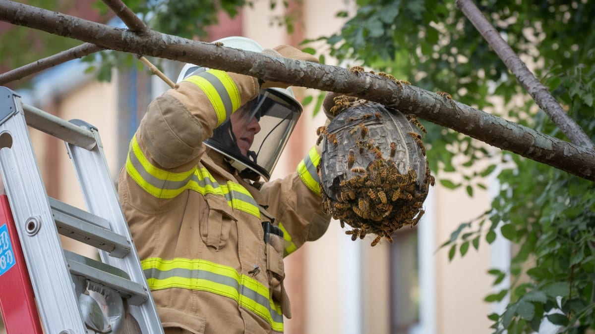 Retrait du nid de frelons : les différentes méthodes utilisées par les pompiers