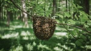 Nid de frelons dans la forêt