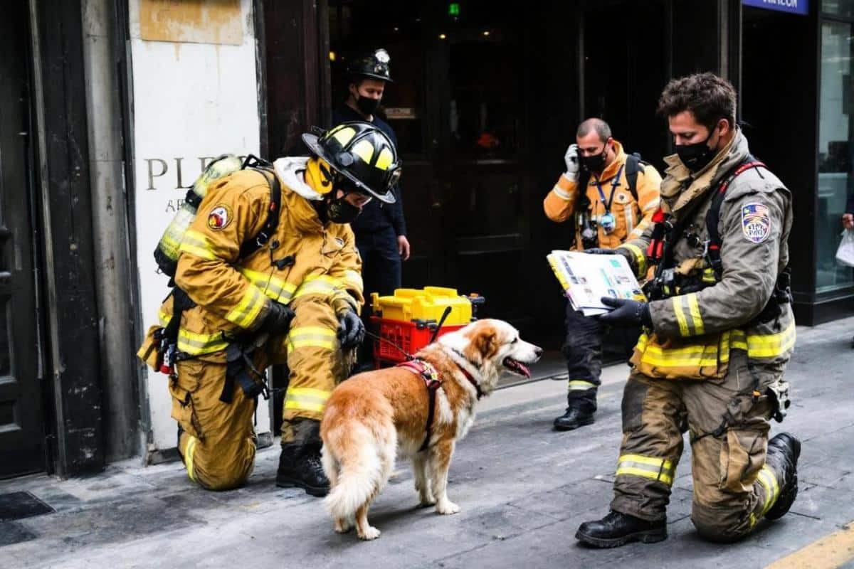Ce chien égaré mène les pompiers jusqu’à une personne blessée : un duo de héros inattendu