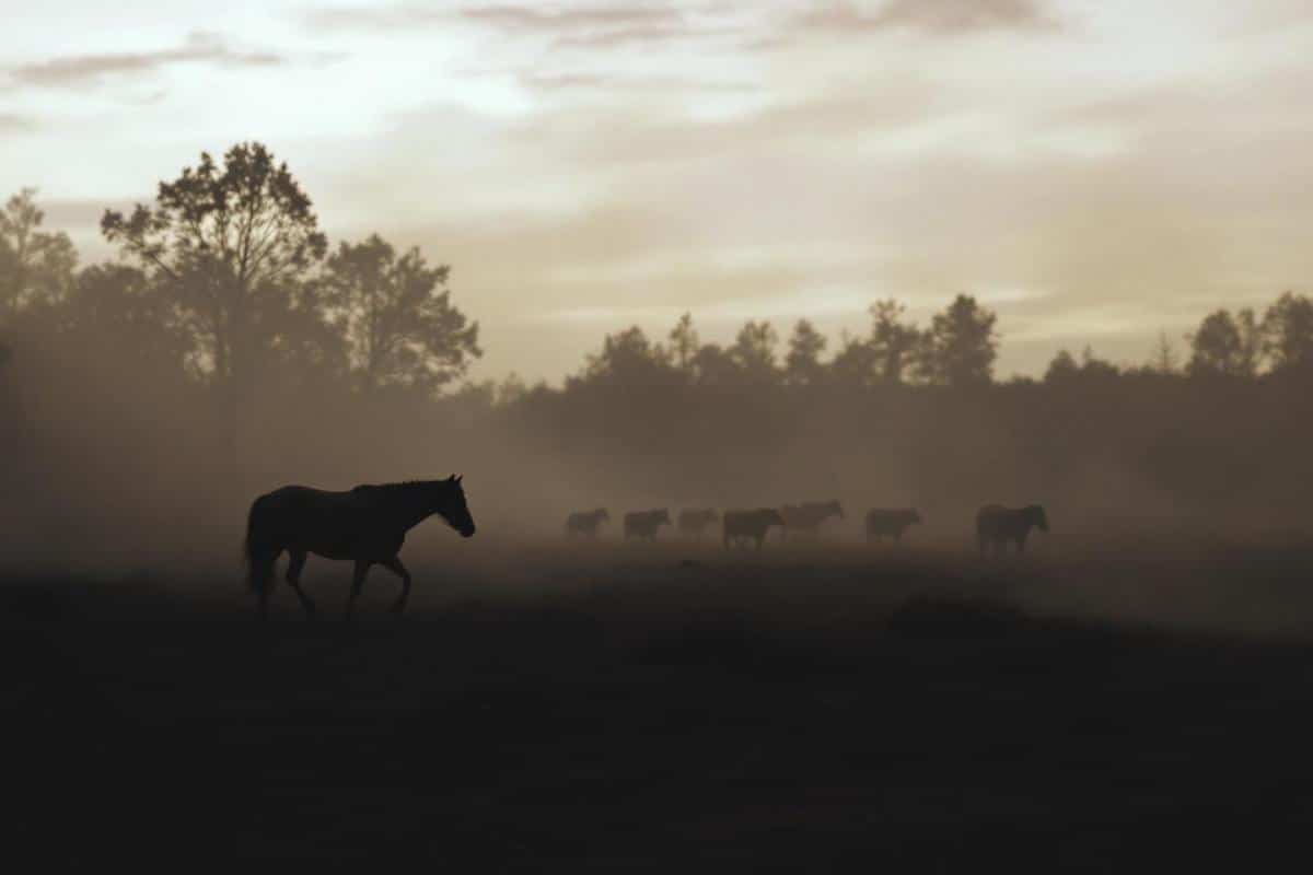 Incendie d'une exploitation agricole à Oberhausbergen : 28 chevaux et 100 bovins évacués